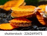 Bivalve mollusk with orange valves Smooth Scallop (Flexopecten glaber ponticus), Black Sea