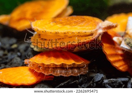 Bivalve mollusk with orange valves Smooth Scallop (Flexopecten glaber ponticus), Black Sea Foto stock © 