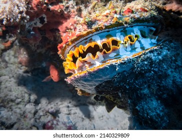 Bivalve Mollusk Spondylus Varians (Thorny Oyster) On A Coral Reef At The Bottom Of The Indian Ocean