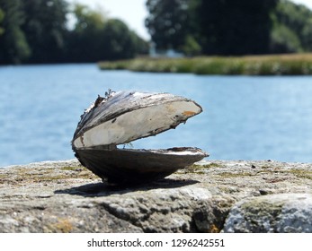 A Bivalve Shell by a River