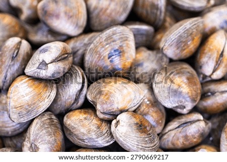 Bivalve shell texture. Bivalve pile closeup. Raw bivalve shellfish. Fresh bivalve seafood.