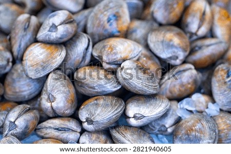 Bivalve shell texture. Bivalve pile closeup. Raw bivalve shellfish. Fresh bivalve seafood.