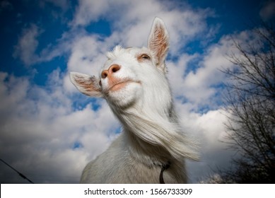 Bizarr dreamy and  weird pictures of goats posing for the photographer