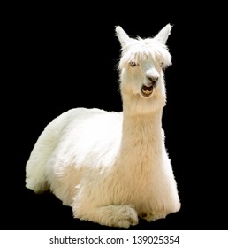 Bizarre Funny Alpaca Isolated On Black