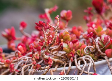 A Bizarre House Plant With Intertwining Stems And Reddish Leaves