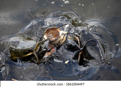 Bizarre And Odd Combination Of Hungry Catfish, Looking For Its Next Meal