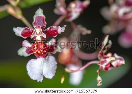 BIZARRE ORCHID – The Ballerina Orchid. Rare species orchid which look like a ballerina. The red and white petals on both sides spread like her arms’, and the white lower end is like her skirt’.
