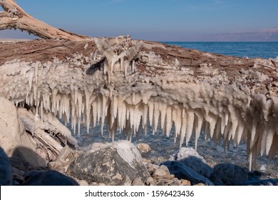 Bizarre salt deposits in the western Dead Sea coast, the Earth's lowest elevation on land. Salt stalactites grown on a tree trunk on the Dead Sea beach, Israel.