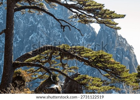 bizarre shape pine trees in the Yellow Mountain after snow