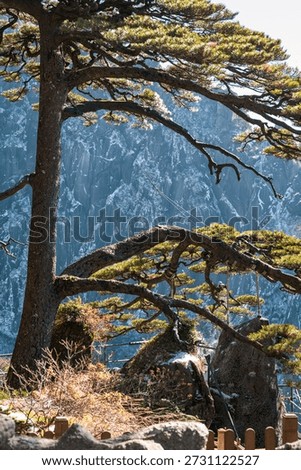 bizarre shape pine trees in the Yellow Mountain after snow