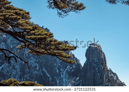 bizarre shape pine trees in the Yellow Mountain after snow