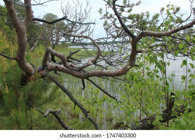 a bizarre twisted pine trunk on the shore of a forest lake