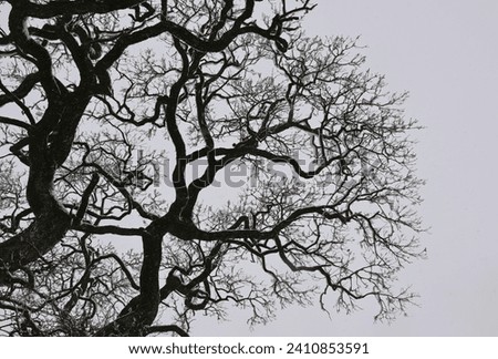 Similar – Tree with heart Branch