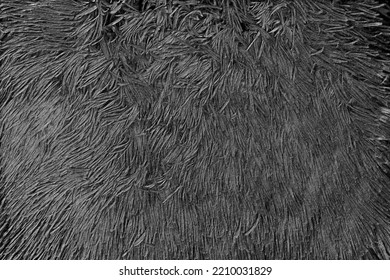 Blac, Gray Wool, Fur, Fur Coat Texture. Ecology, Animal Protection, Artificial Fur