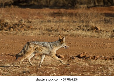 Blacck-Backed Jackal, Madikwe Game Reserve