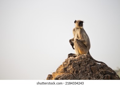 Blace faced monkey, grey langur sitting on a wall in pawagadh, gujarat, India