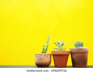 cactus​ or succulent​ in​ pot​ on​ black wooden​ with​ yellow​ background​