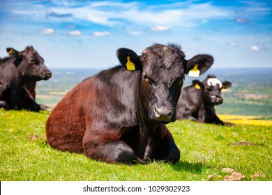 Black Aberdeen Angus Beef Cattle At Pasture On The South Downs Hill In Rural Sussex, Southern England, UK