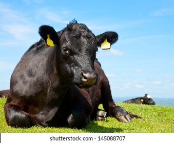 Black Aberdeen Angus Cow At Pasture In England