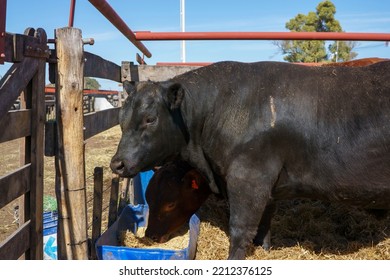 Black Aberdeen Angus Cow In A Pen To Be Sold