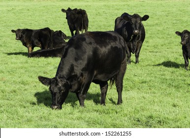 Black Aberdeen Angus Grazing In An English Summer Meadow