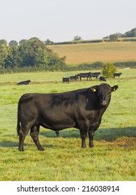 Black Aberdeen Angus Pedigree Bull On English Farm