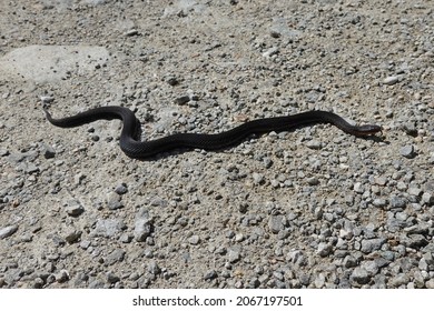 Black Adder Crosses A Gravel Road