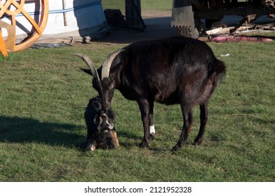 Black Adult Goat With A White Leg Taking Care Of Its Just New Born Baby Goat. Rests Of Blood At Its Back. Rural Area Near Kharakhorum, Mongolia. 