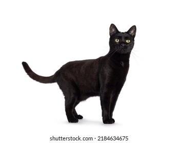 Black adult house cat, standing up side ways. Looking straight to camera. Isolated on a white background.