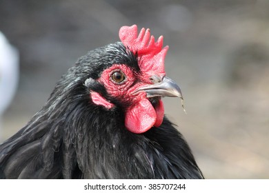 Black Adult Orpington Chicken [Gallus Domesticus]