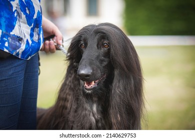 Black Afgan Hound Detail Of Head In The Dog Show