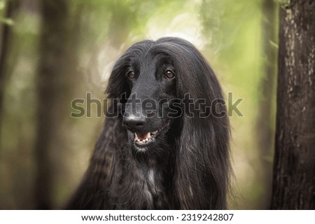 black Afghan Hound dog breed in the forest