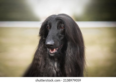 Black Afghan Hound Dog Detail Of Head