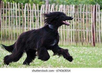 Black Afghan Hound Is Running In The Garden