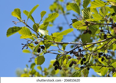 Black Alder - Alnus Glutinosa