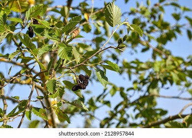 Black Alder Cones In Summer In Latvia 