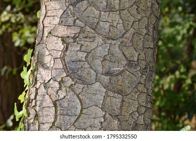 Black Alder Trunk (Alnus Glutinosa)