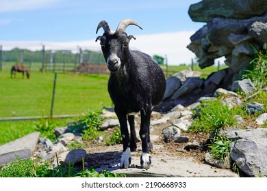 A Black Alpine Goat On Rock