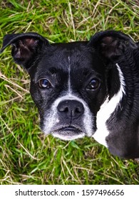 Black American Boxer Dog Portrait With Grass Background