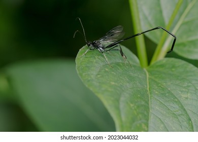 A Black American Pelecinid Wasp Is Resting On A Green Leaf. Taylor Creek Park, Toronto, Ontario, Canada.