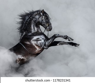 Black Andalusian horse rearing in light smoke.