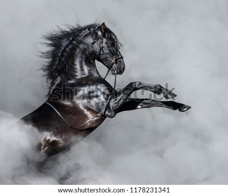 Black Andalusian horse rearing in light smoke.