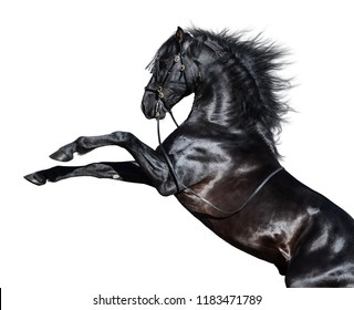 Black Andalusian horse rearing on white background.