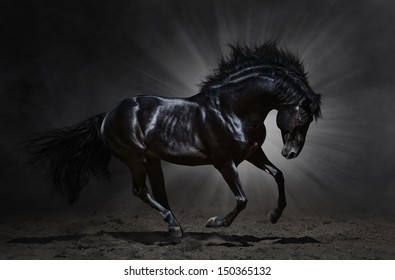 Black Andalusian stallion gallops on dark background