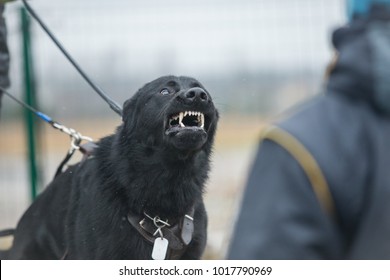 Black angry working line German shepherd barking 