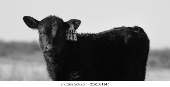 Black Angus Beef Calf Close Up With Ear Tag On Farm.