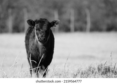 Black Angus Beef Calf On Cow Farm In Shallow Depth Of Field, Standing In Rural Pasture.