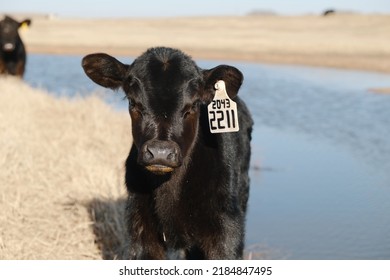 Black Angus Beef Calf On Texas Ranch For Agriculture, Shows Tank Of Water In Background.