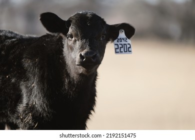 Black Angus Beef Calf On Farm Closeup For Portrait With Blurred Background.