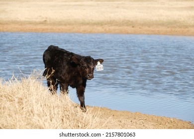 Black Angus Beef Calf With Pond Water Tank In Background On Texas Ranch.